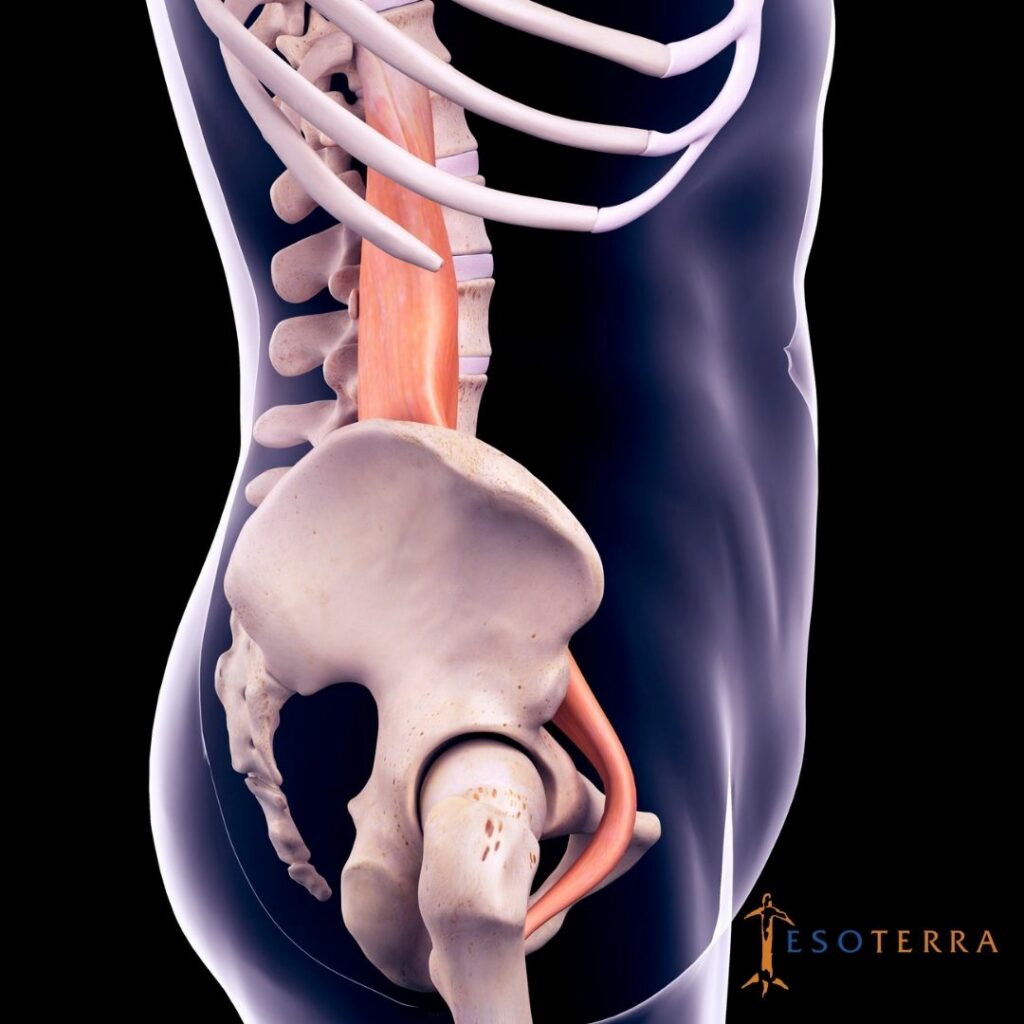 psoas