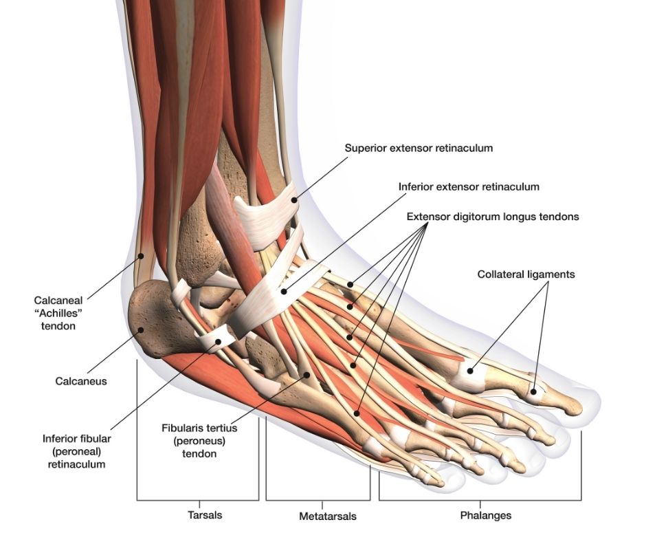 voetreflexologie