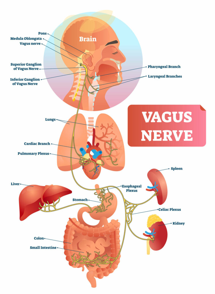 nervus vagus